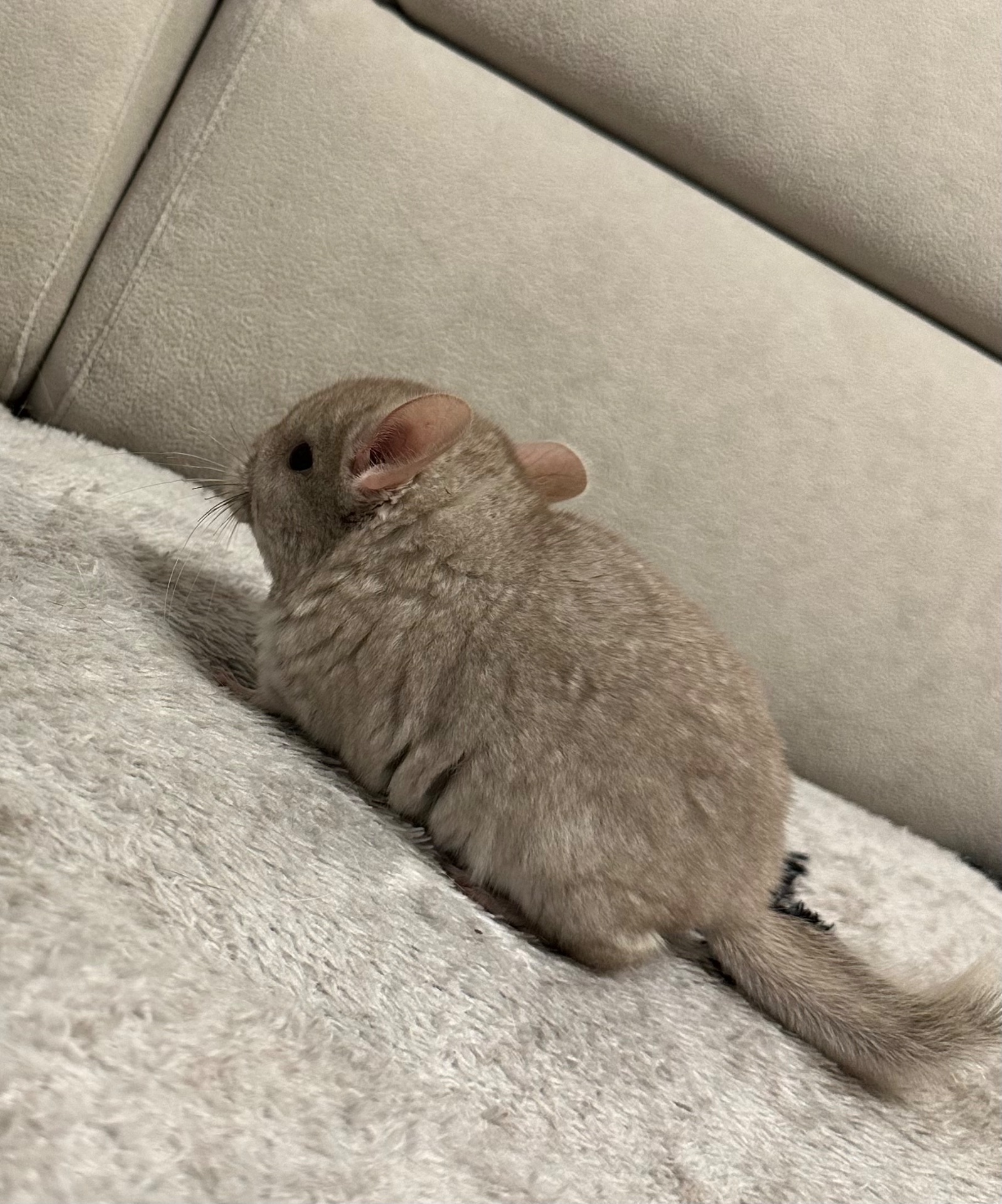 Шиншила, шиншили, шушики