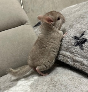 Шиншила, шиншили, шушики