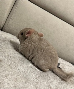 Шиншила, шиншили, шушики