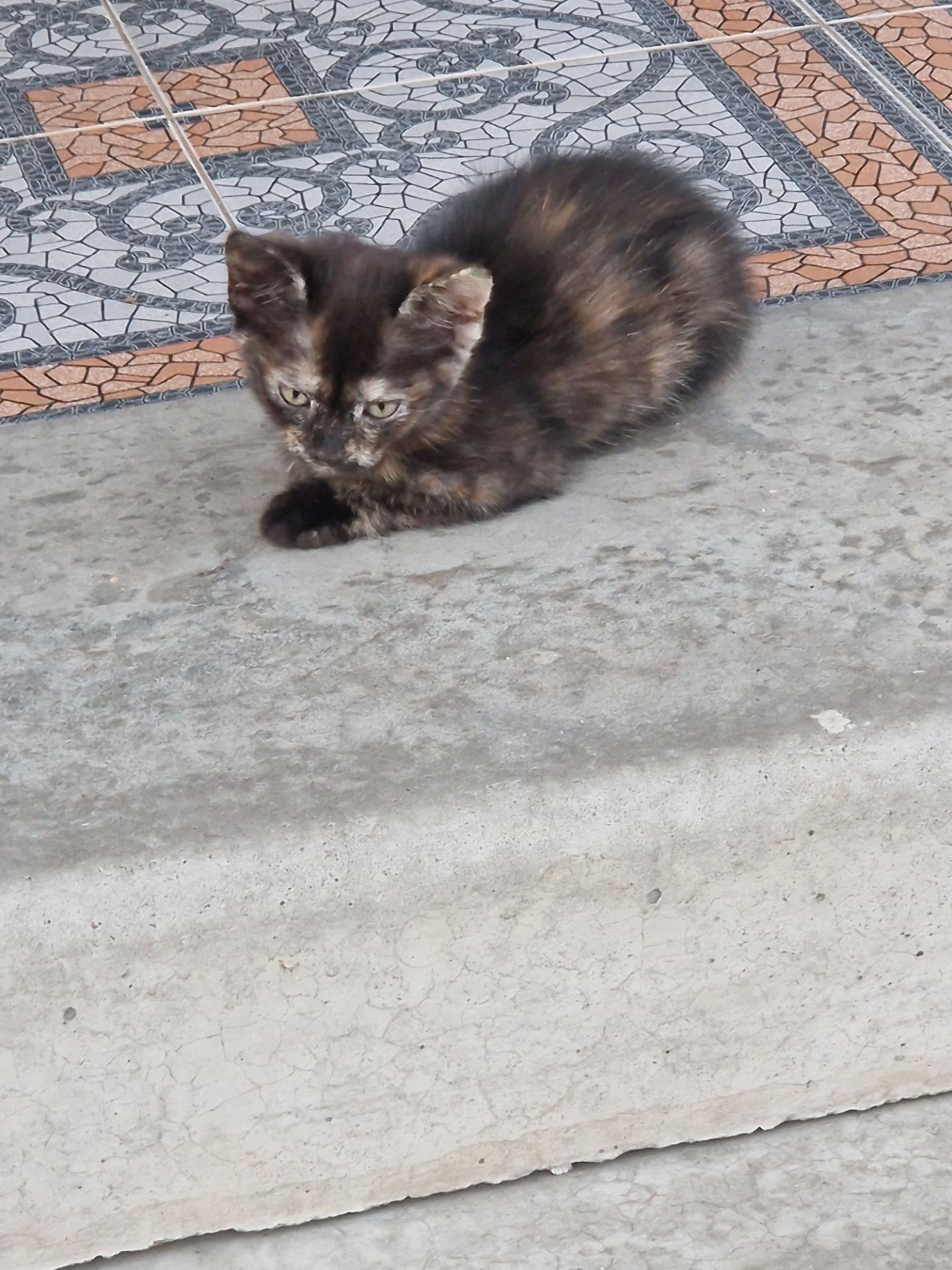 Кото-Амулетик щастя