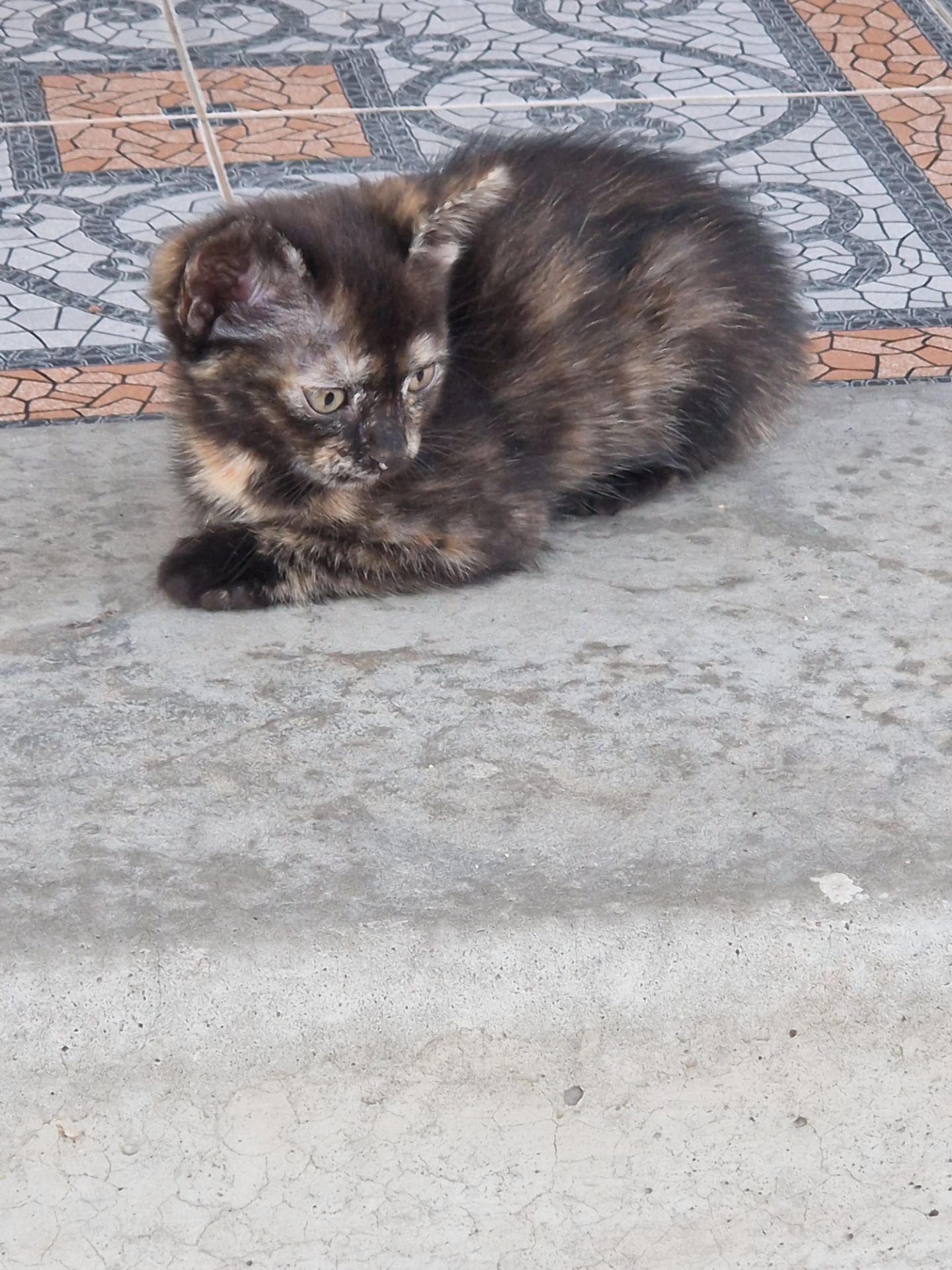 Кото-Амулетик щастя