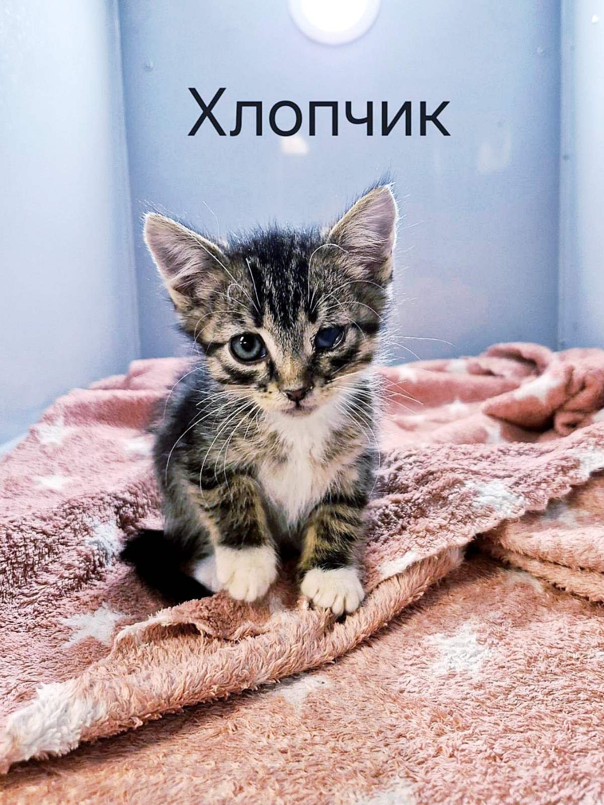 смугасто-біле кошеня, 1 міс