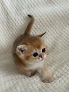 Кошенята Британської золотої шиншили