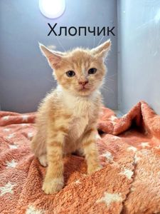 кошеня Персик, 1 міс