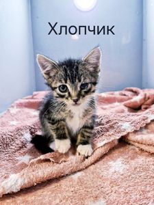 смугасто-біле кошеня, 1 міс