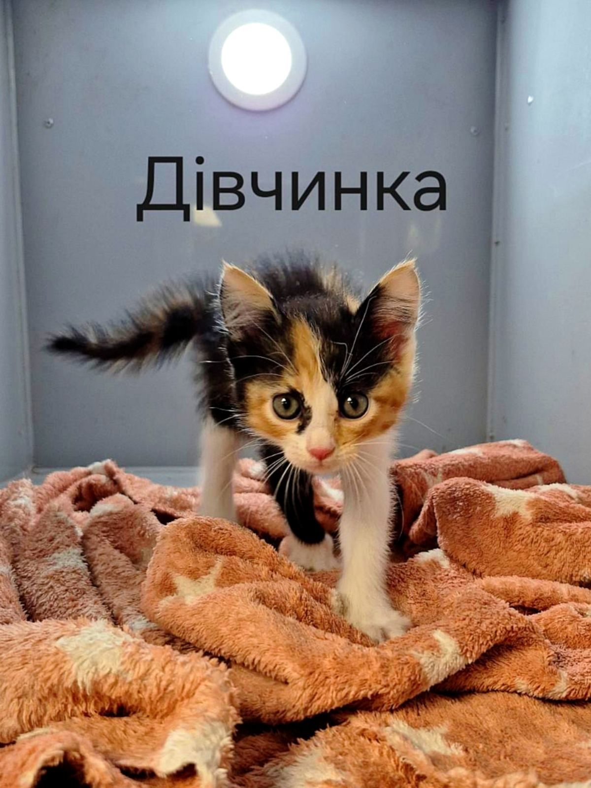 триколірне кошеня, 1 міс