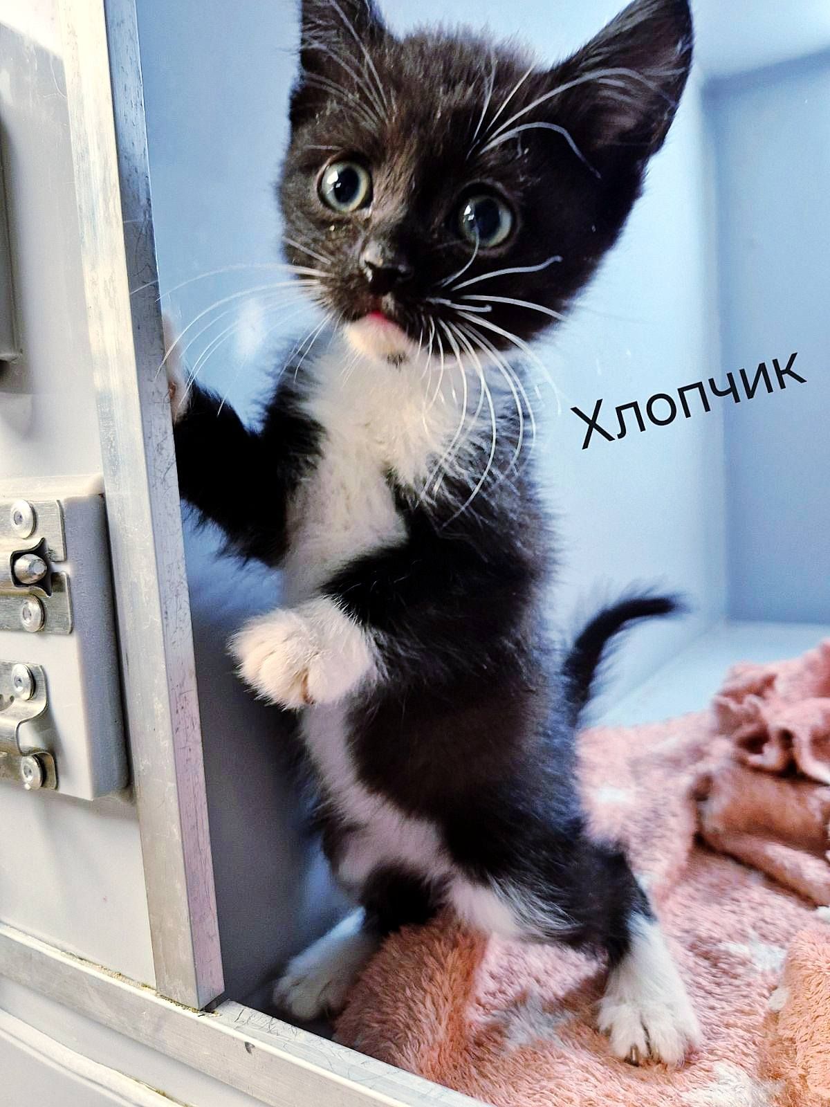 чорно-біле кошеня, 1 міс