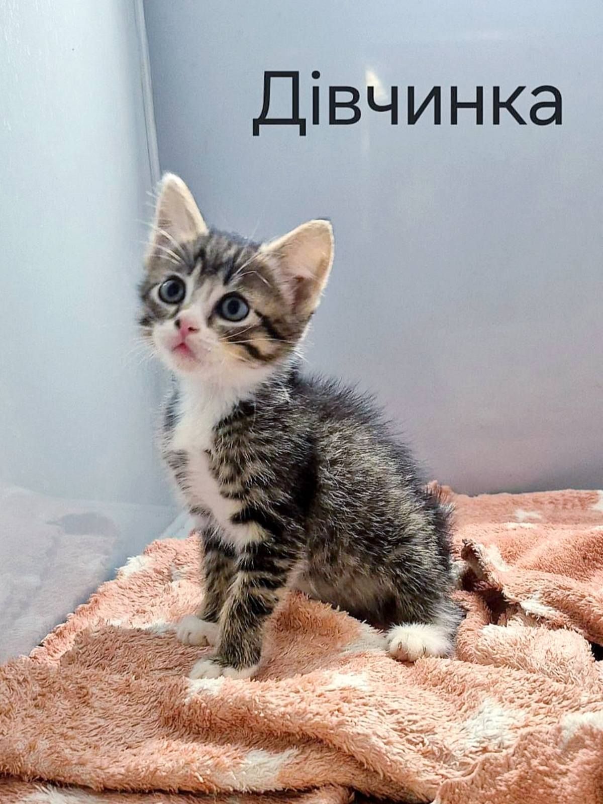 смугасто-біла кішечка, 1 міс