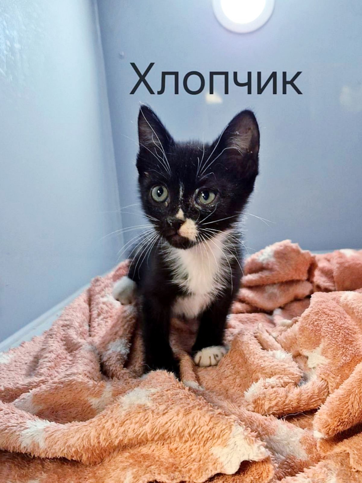 чорно-білий Плямка котик, 1 міс