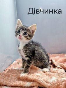 смугасто-біла кішечка, 1 міс