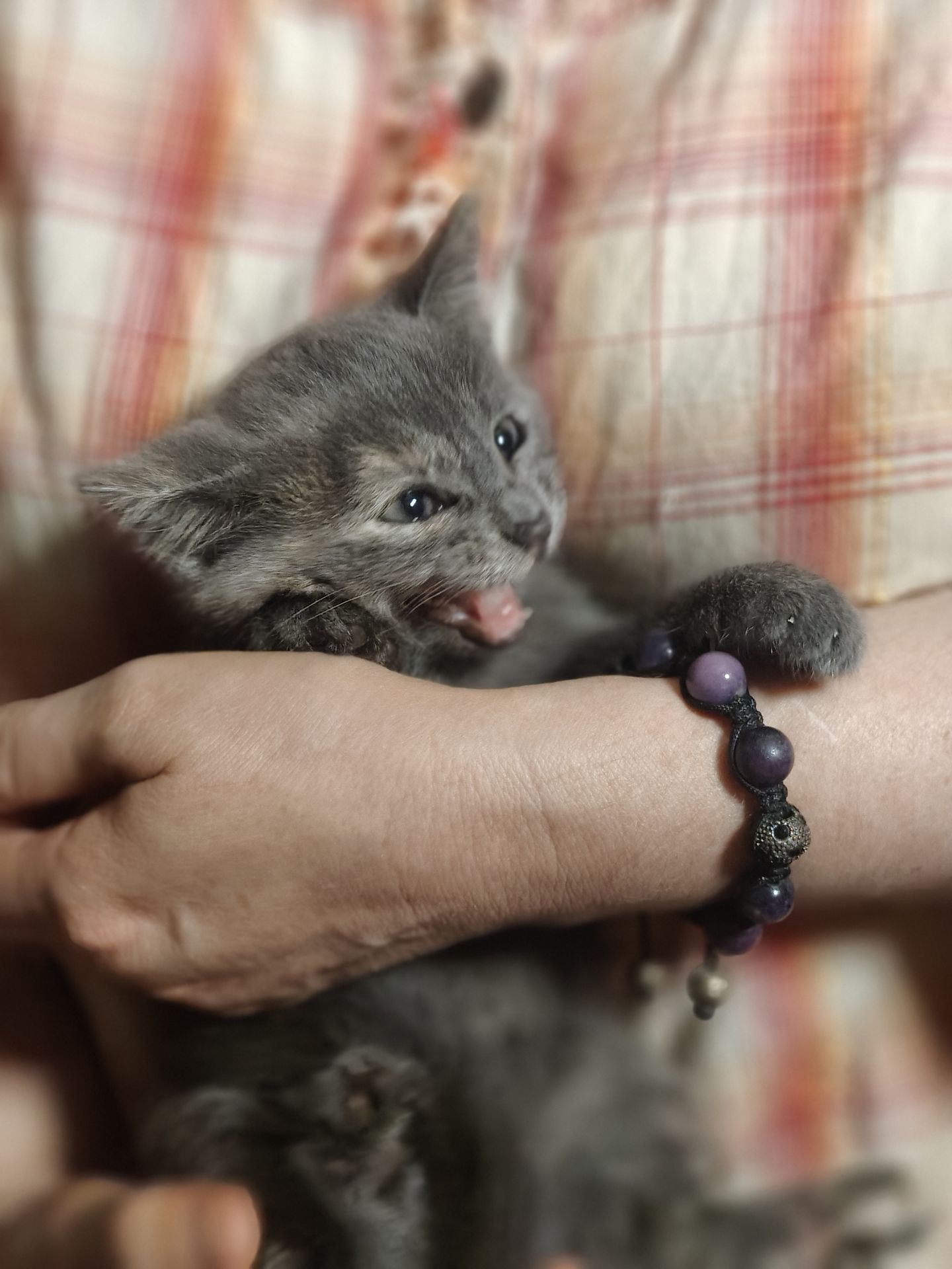 Фая, 2 місяці
