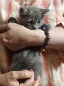 Фая, 2 місяці