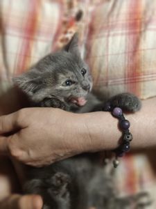 Фая, 2 місяці