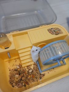 Продам Хомячок+клетка