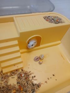 Продам Хомячок+клетка