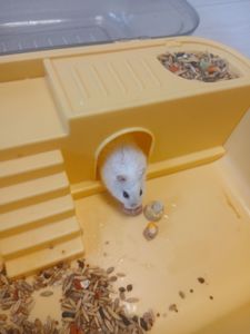 Продам Хомячок+клетка