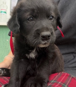 Милі цуценята шукають люблячу родину — віддамо в добрі руки!