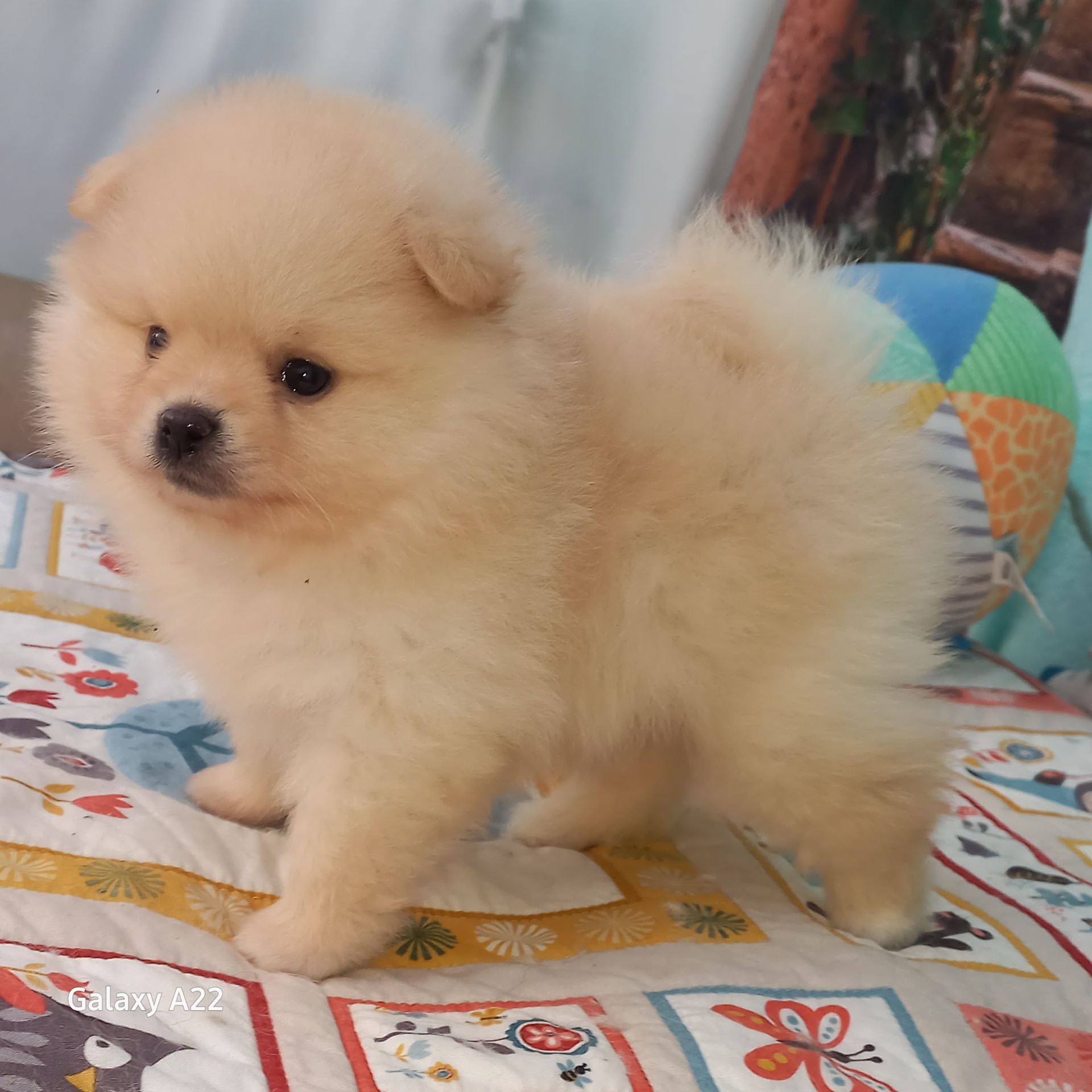 Померанські шпіци шукають найкращі родини! 🐾