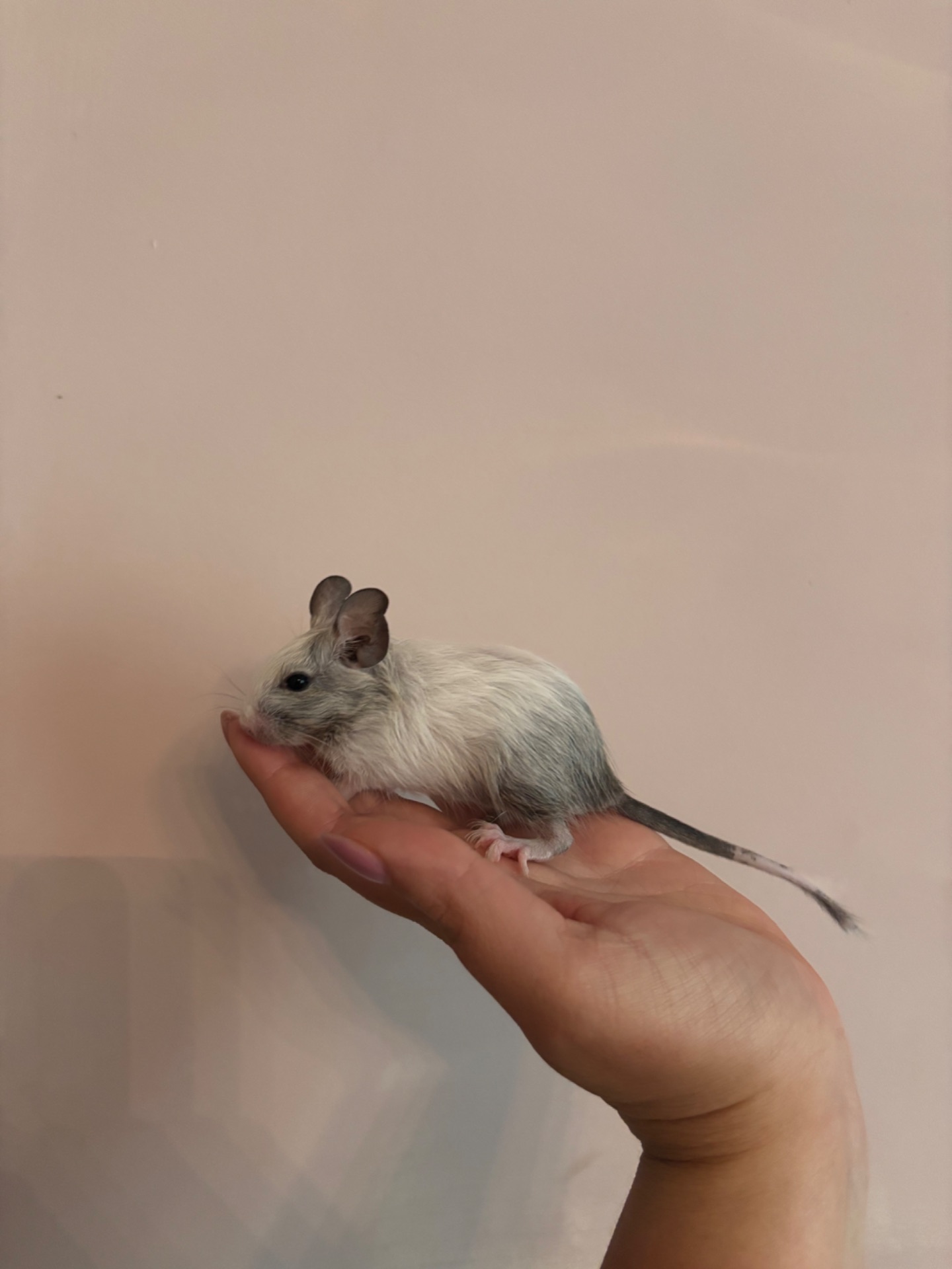 Білки дегу білі (4 дівчинки й 1 хлопчик)