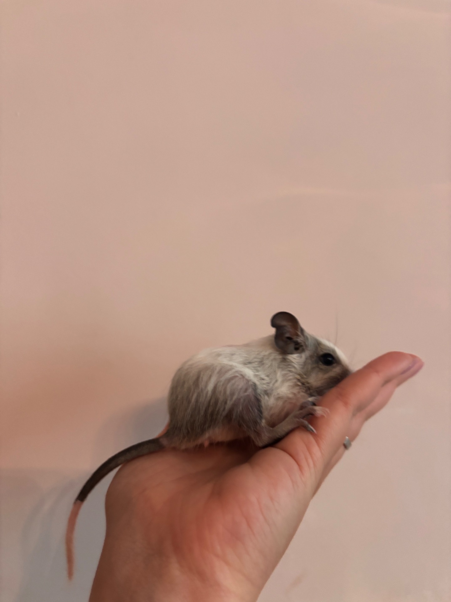 Білки дегу білі (4 дівчинки й 1 хлопчик)