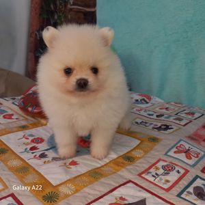 Померанські шпіци шукають найкращі родини! 🐾