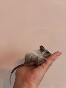 Білки дегу білі (4 дівчинки й 1 хлопчик)