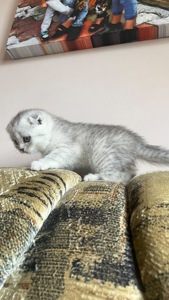 Котик срібна шиншила