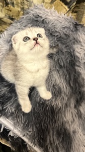 Котик срібна шиншила