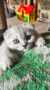 Котик срібна шиншила