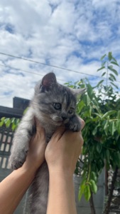 Прямовухий котик під пух білий зверху чорний дим
