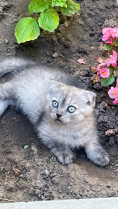 Мармурова шиншила