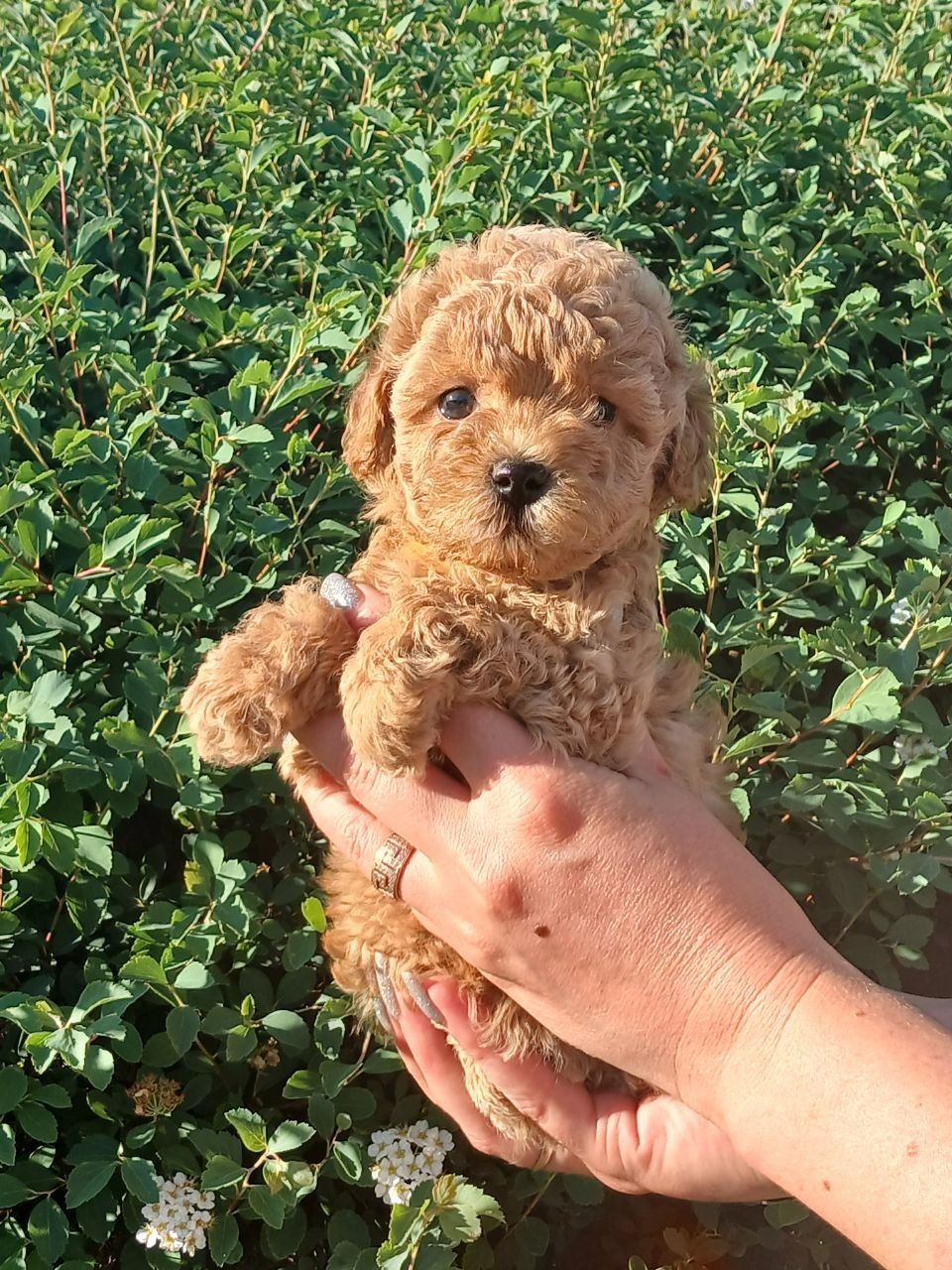 Хлопчик красунчик