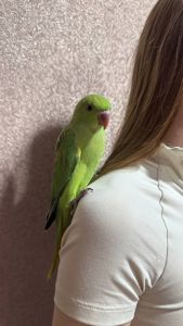 Ожереловий папуга ручний повністью