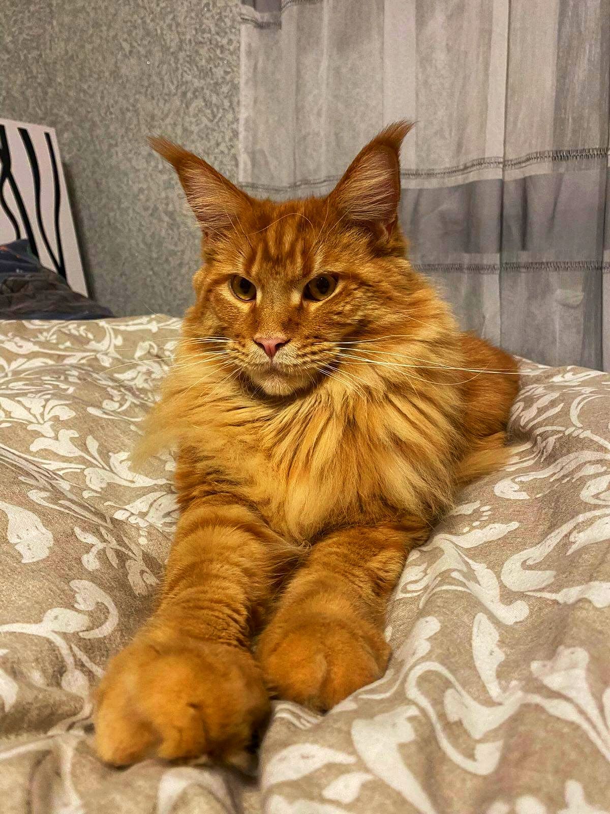 Продам кошенят МЕЙН КУН