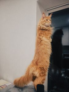 Продам кошенят МЕЙН КУН