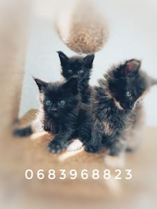 Продам кошенят МЕЙН КУН