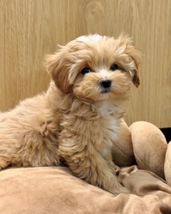 Преміум дівчинка бебі фейс мальтіпу ф1
