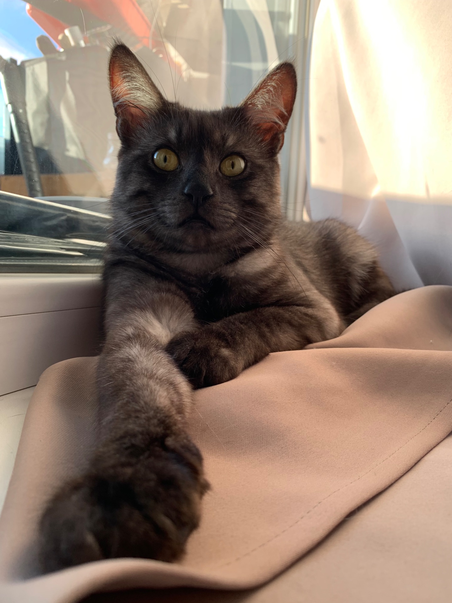 Кіт 🐈‍⬛