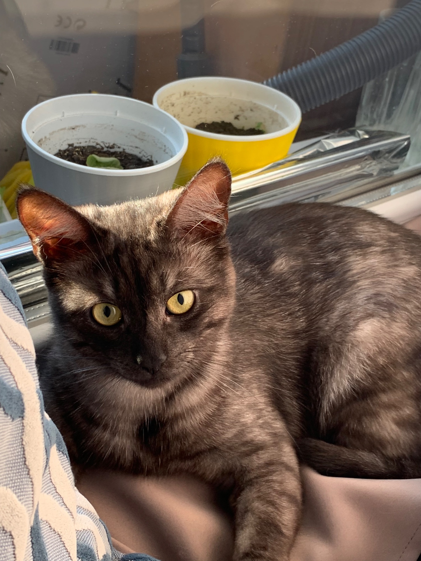 Кіт 🐈‍⬛