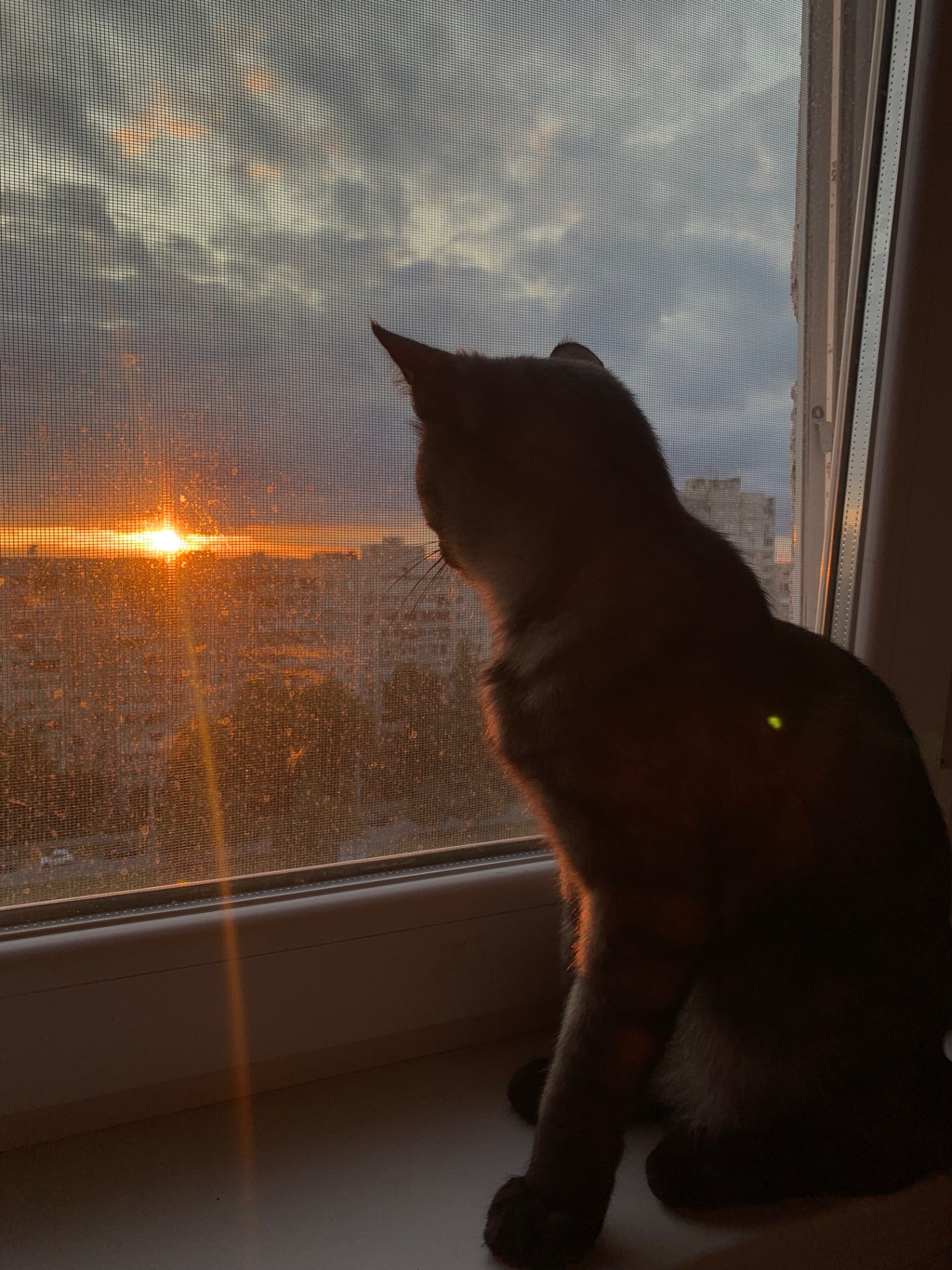 Кіт 🐈‍⬛