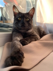 Кіт 🐈‍⬛