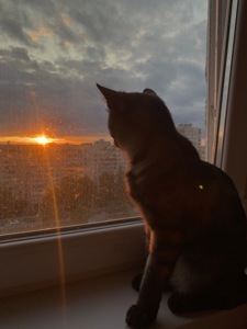 Кіт 🐈‍⬛