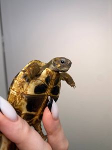 Сухопутна черепашка різних видів, малюки черпахи, домашня черепаха, балканська черепаха ручна