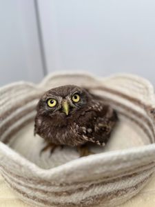 хатній сич, сова сич, маленька домашня сова, сыч домовой, маленькі сови, сова для дому
