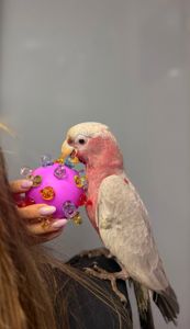 Какаду гала, рожевий яскравий какаду