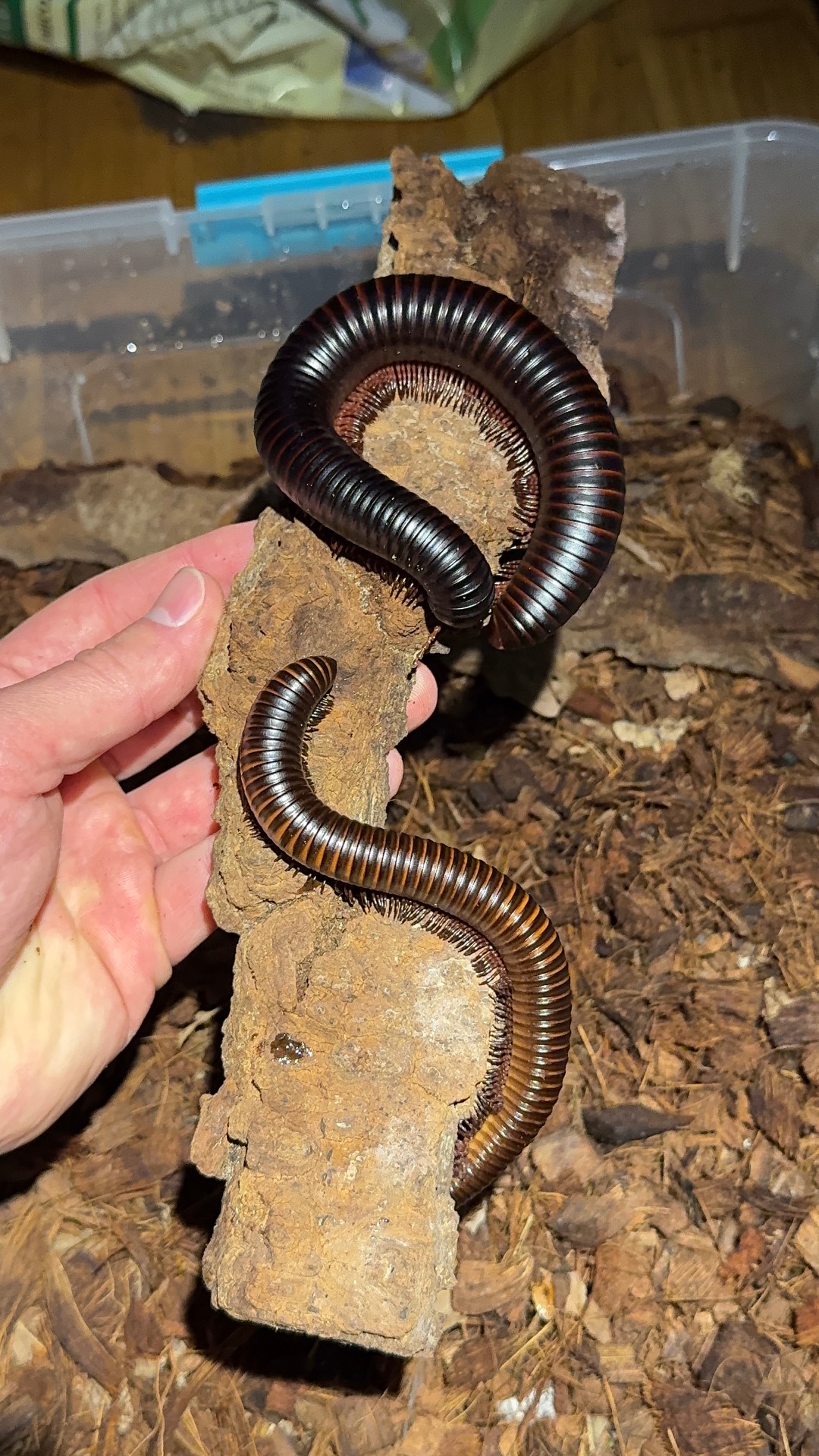 Гігантський чорний ківсяк (Archispirostreptus gigas)