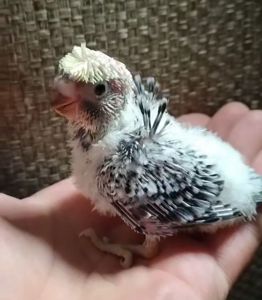 Сергій