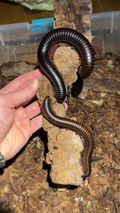 Гігантський чорний ківсяк (Archispirostreptus gigas)