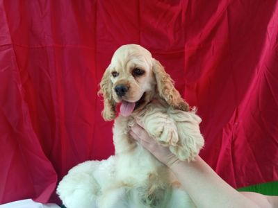 Щенки американского кокер спаниеля