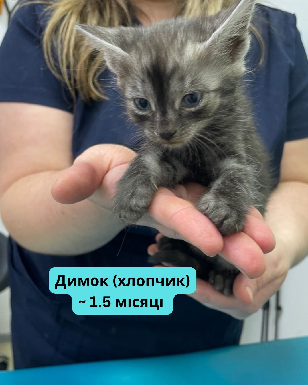 Вусаті діти шукають котобатьків